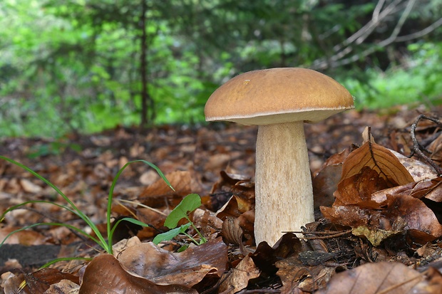 hríb dubový Boletus reticulatus Schaeff.