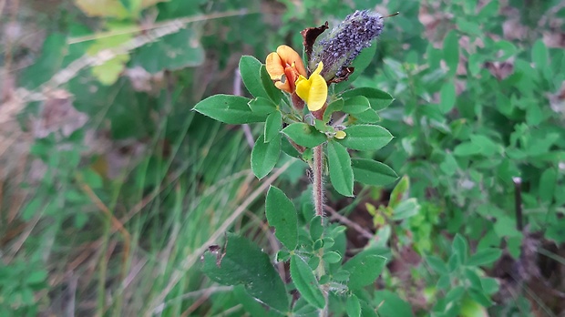 zanoväť zelenkastá Chamaecytisus virescens (Kováts ex Neilr.) Dostál