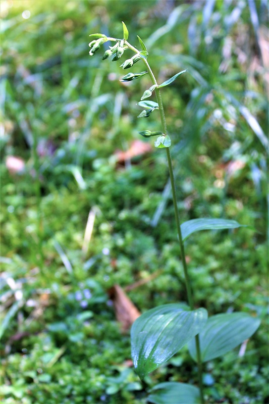 kruštík Epipactis sp.