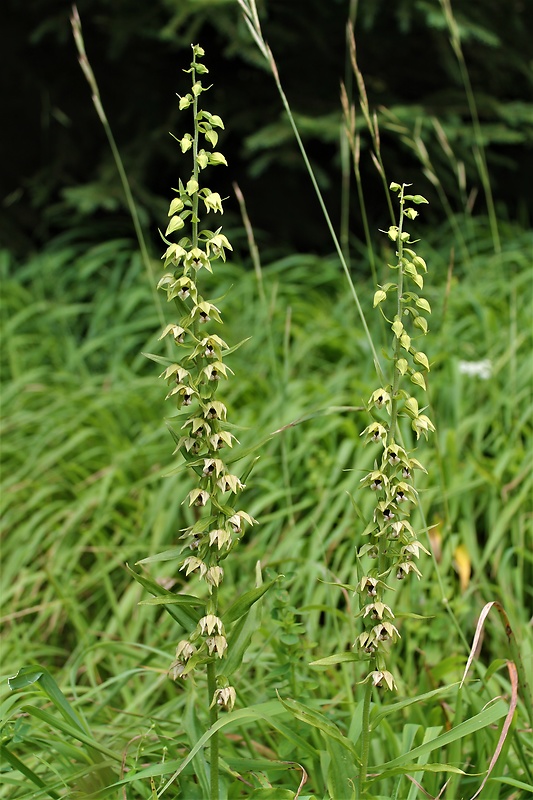 kruštík Epipactis sp.