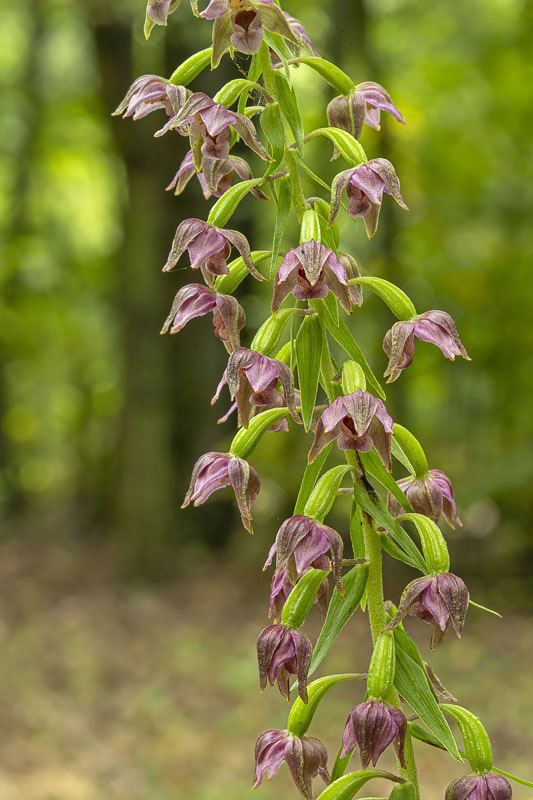 kruštík Epipactis sp.