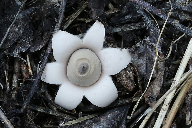 hviezdovka mechovitá Geastrum saccatum Fr.