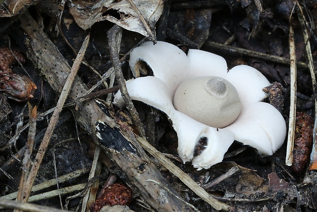 hviezdovka mechovitá Geastrum saccatum Fr.