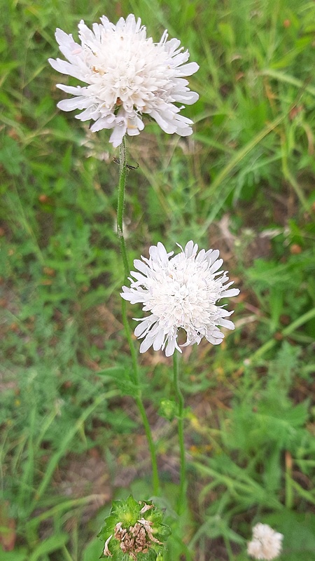 chrastavec kitaibelov Knautia kitaibelii (Schult.) Borbás