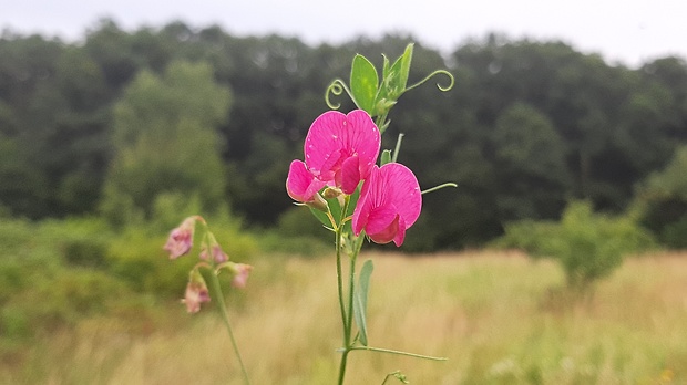 hrachor hľuznatý Lathyrus tuberosus L.