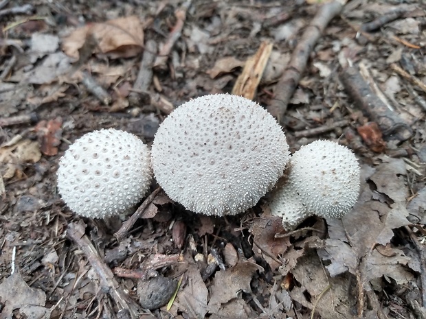 prášnica bradavičnatá Lycoperdon perlatum Pers.