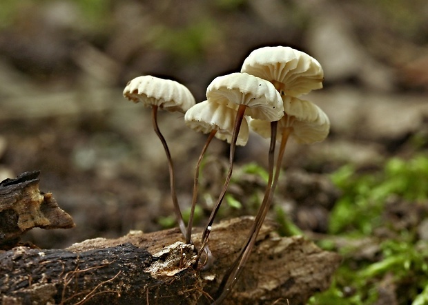 tanečnica golieriková Marasmius rotula (Scop.) Fr.