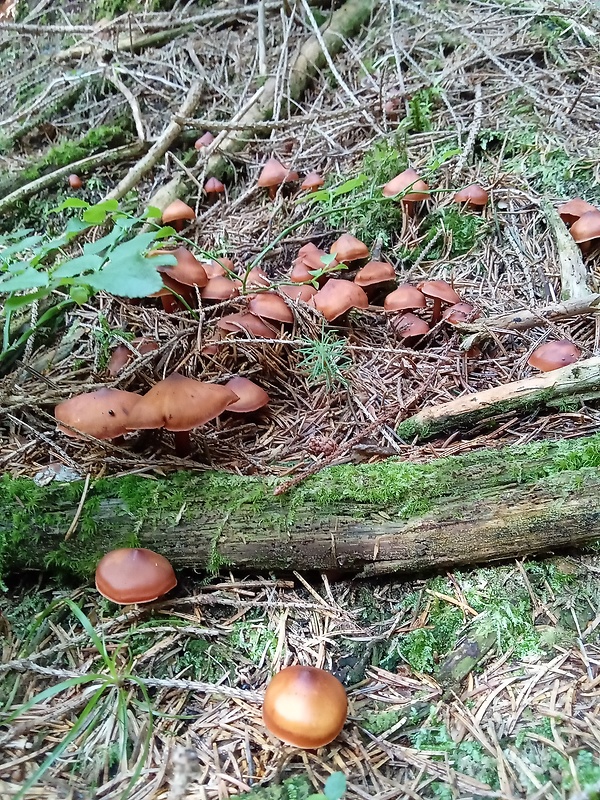 koreňovica Phaeocollybia sp.