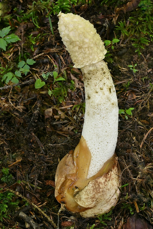 hadovka smradľavá Phallus impudicus L.