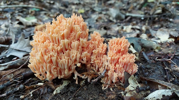 strapačka lososovoružová Ramaria subbotrytis (Coker) Corner