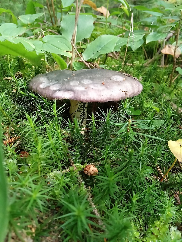 plávka modrastá Russula cyanoxantha (Schaeff.) Fr.