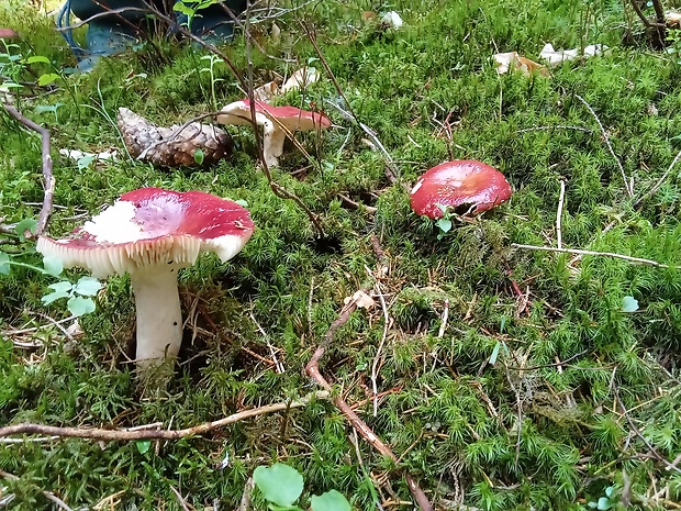 plávka škodlivá Russula emetica (Schaeff.) Pers.