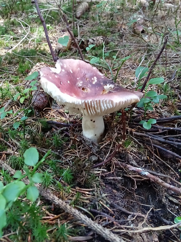 plávka Russula sp.