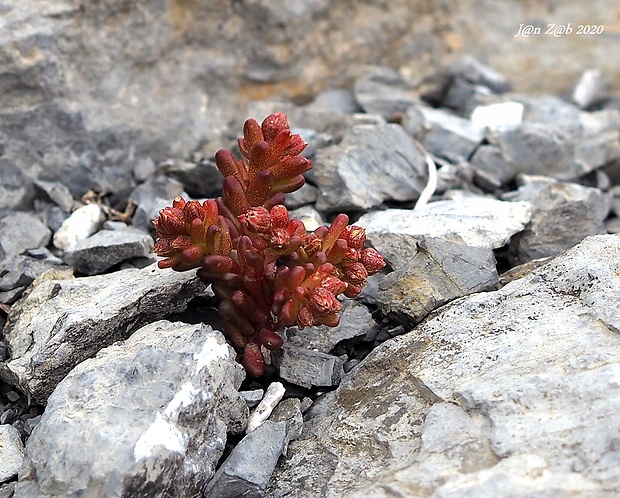 rozchodník černastý Sedum atratum L.