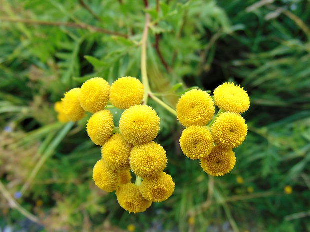 vratič obyčajný Tanacetum vulgare L.