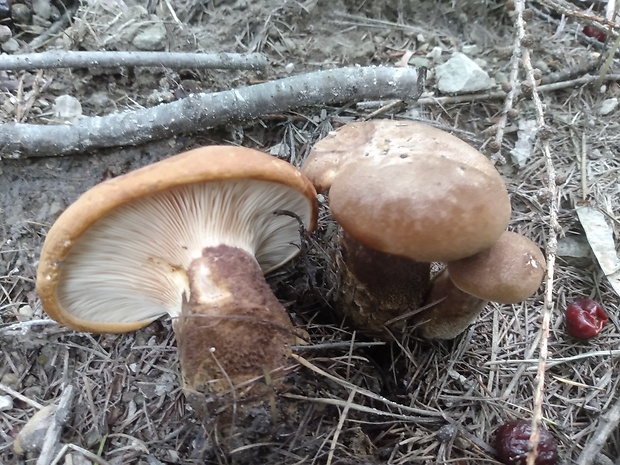 čechračka tmavohlúbiková Tapinella atrotomentosa (Batsch) Šutara