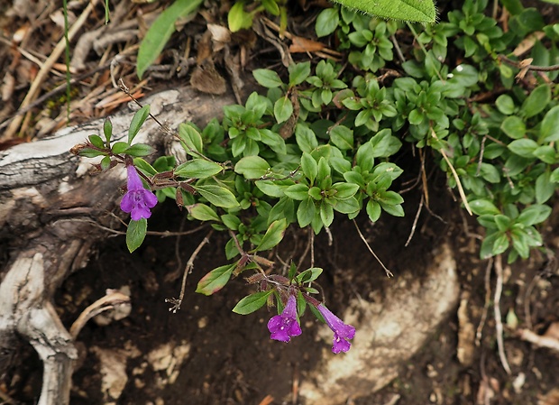 dušovka alpínska Acinos alpinus (L.) Moench