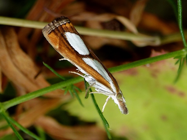 trávovec metlicový Catoptria pinella