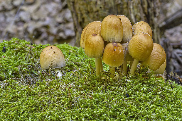 hnojník Coprinellus sp.