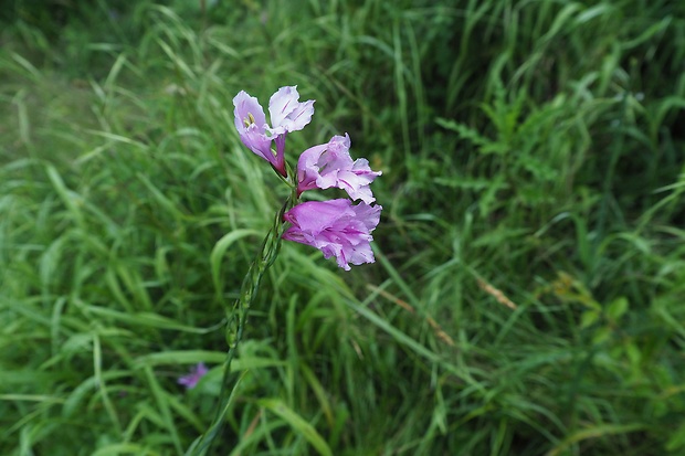 mečík škridlicovitý Gladiolus imbricatus L.