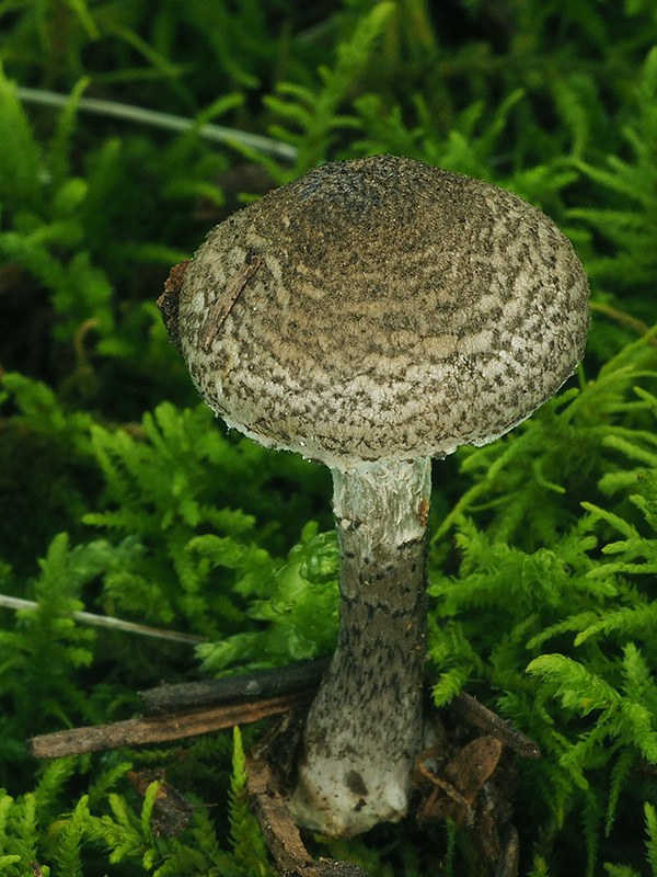 bedlička sivozelenkastá Lepiota griseovirens Maire