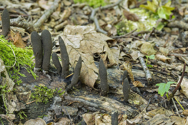 drevnatec Xylaria sp.