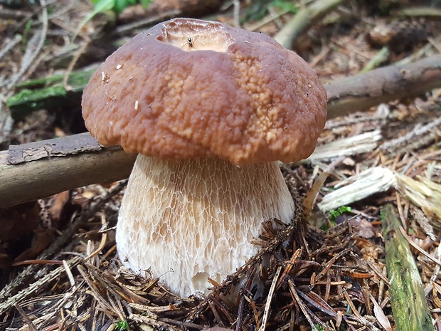 hríb smrekový Boletus edulis Bull.