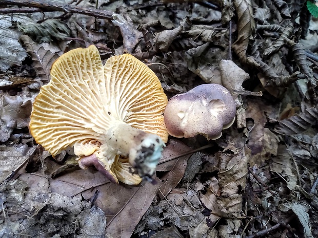 kuriatko jedlé ametystové Cantharellus amethysteus (Quél.) Sacc.