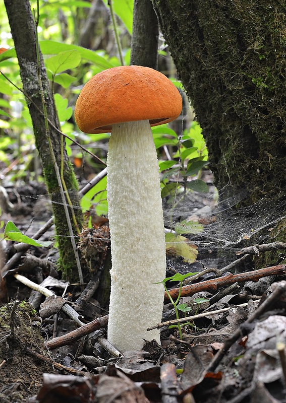 kozák osikový Leccinum albostipitatum den Bakker & Noordel.