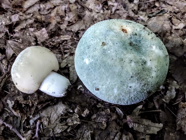 plávka zelenkastá Russula virescens (Schaeff.) Fr.