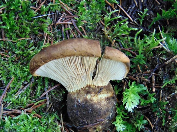 čechračka tmavohlúbiková Tapinella atrotomentosa (Batsch) Šutara