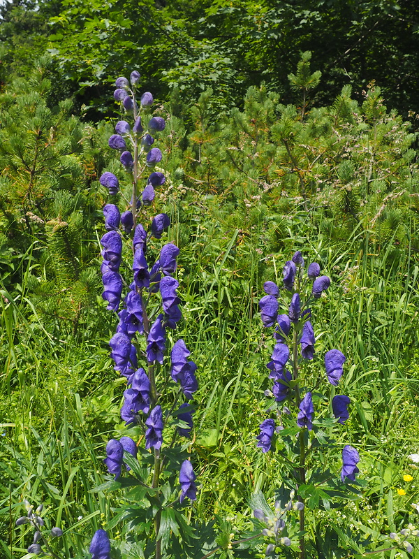 prilbica tuhá Aconitum firmum Rchb.