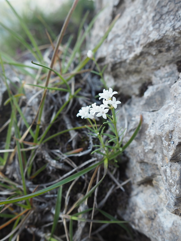 marinka neilreichova Asperula neilreichii Beck