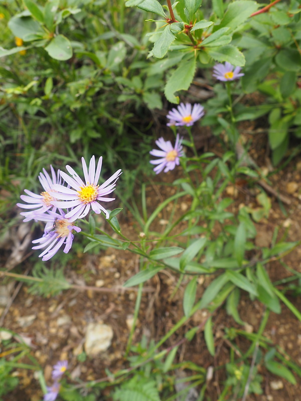 astra spišská Aster amelloides Besser