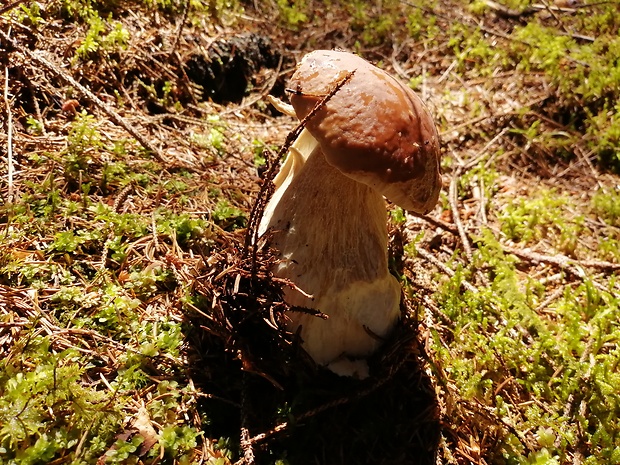 hríb smrekový Boletus edulis Bull.