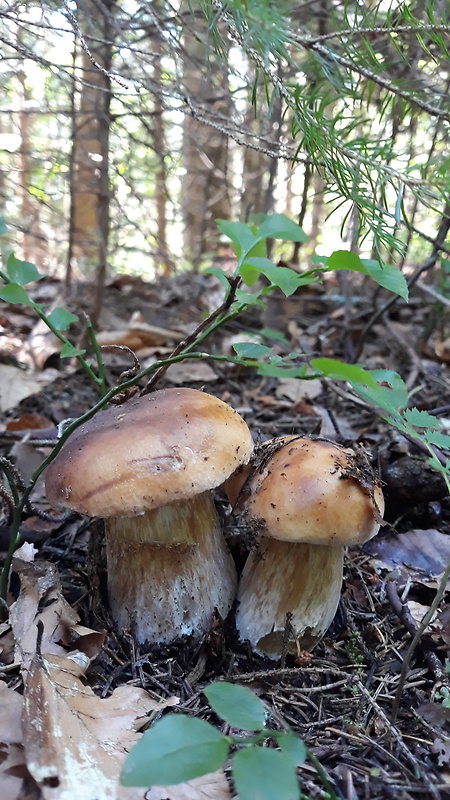 hríb smrekový Boletus edulis Bull.