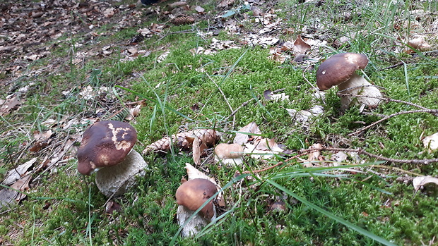 hríb smrekový Boletus edulis Bull.