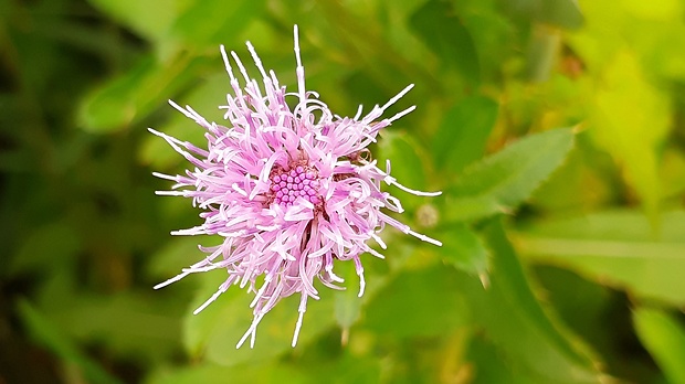 bodliak Carduus sp.