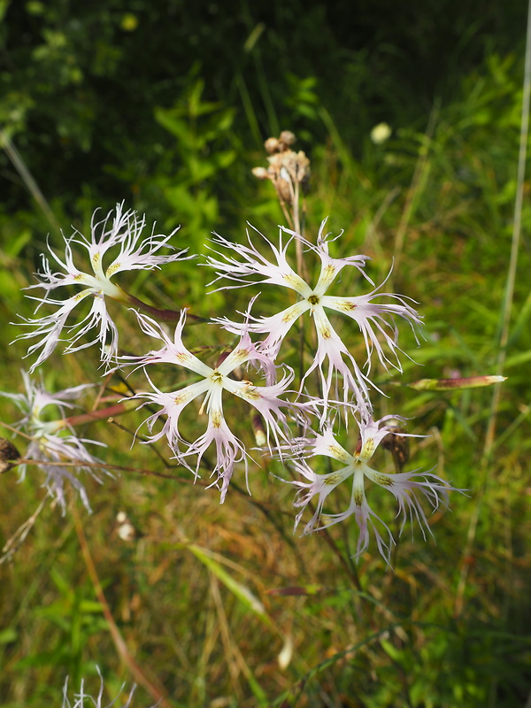 klinček pyšný pravý Dianthus superbus subsp. superbus