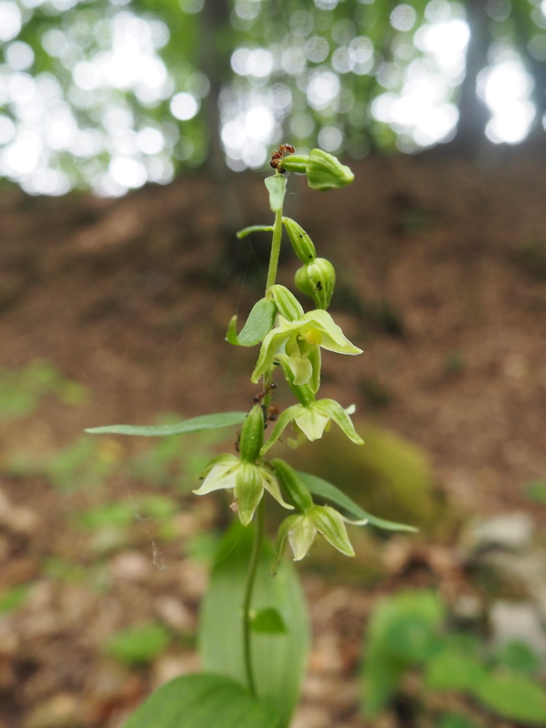 kruštík tallošov Epipactis tallosii Molnár et Robatsch