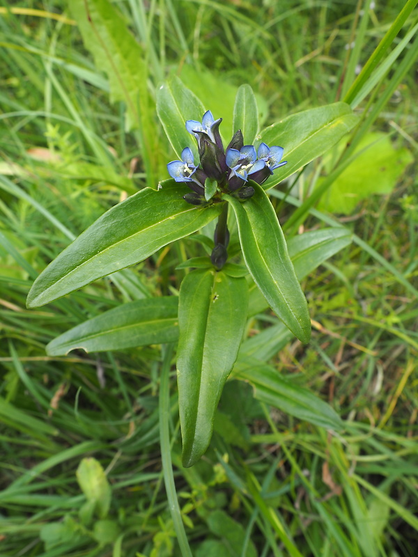 horec krížatý Gentiana cruciata L.