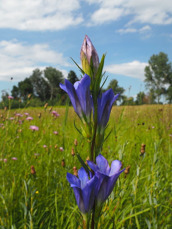 horec pľúcny Gentiana pneumonanthe L.