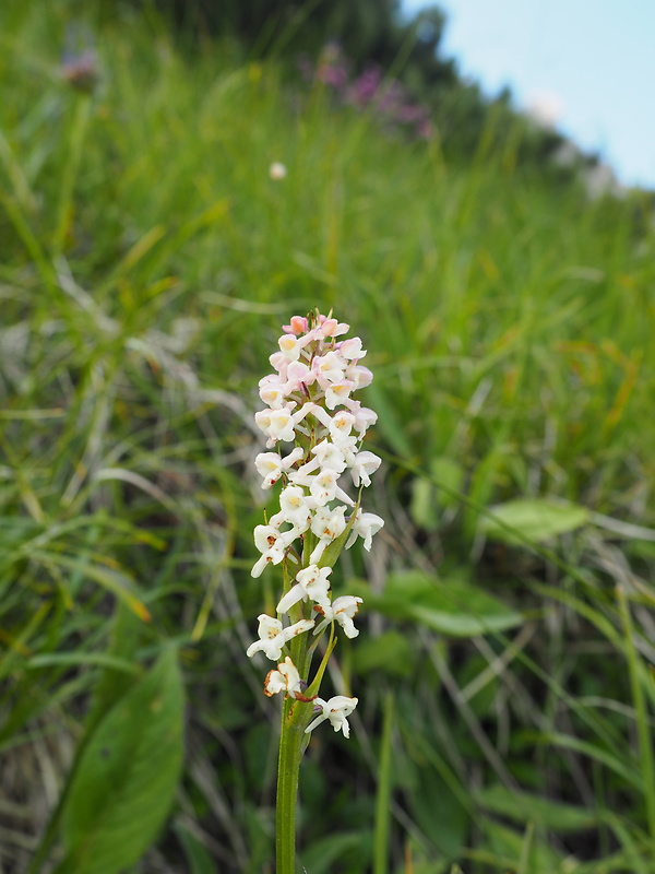 päťprstnica voňavá Gymnadenia odoratissima (L.) Rich.