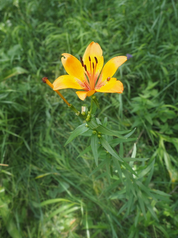 ľalia cibuľkonosná Lilium bulbiferum L.