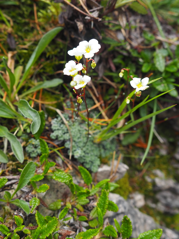 lomikameň trváci Saxifraga wahlenbergii Ball