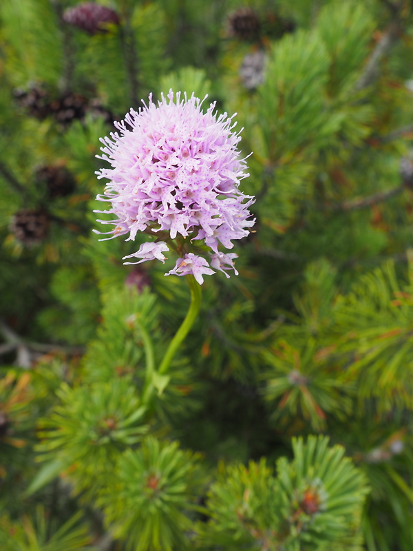 pavstavač hlavatý Traunsteinera globosa (L.) Reichenb.