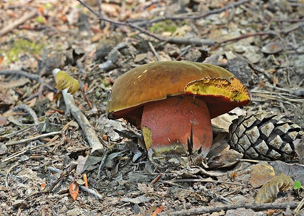 hríb zrnitohlúbikový Sutorius luridiformis (Rostk.) G. Wu & Zhu L. Yang