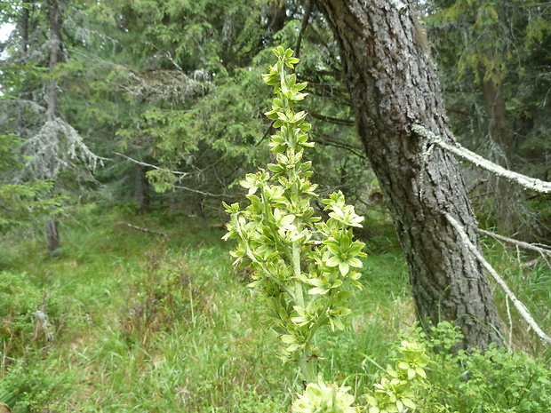 kýchavica biela lobelova Veratrum album subsp. lobelianum (Bernh.) Arcang.