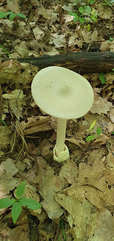 muchotrávka Amanita sp.