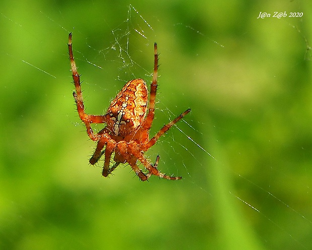 križiak obyčajný Araneus diadematus